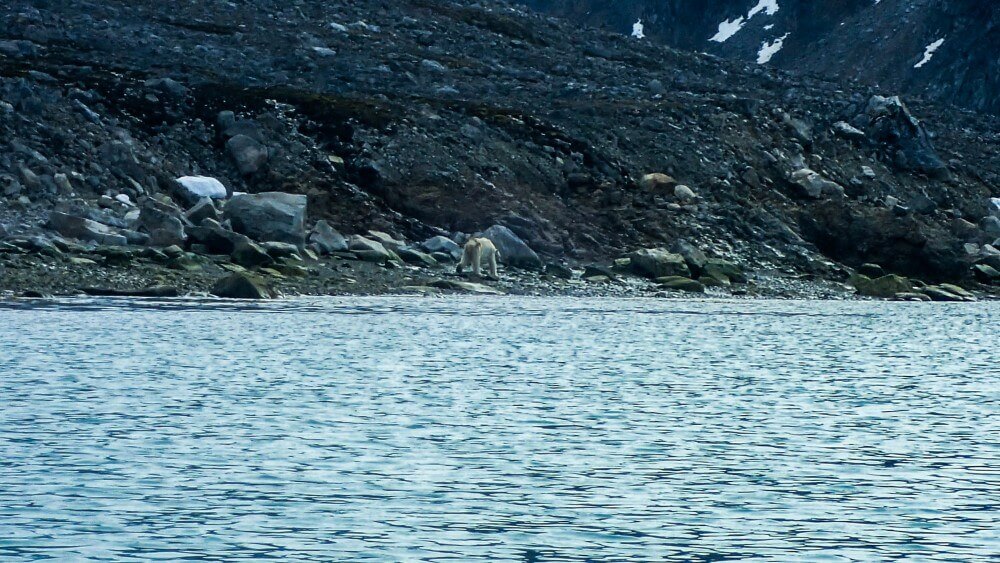Ekspedycja Kajakowa Spitzbergen 2016 - Niedzwiedz Polarny